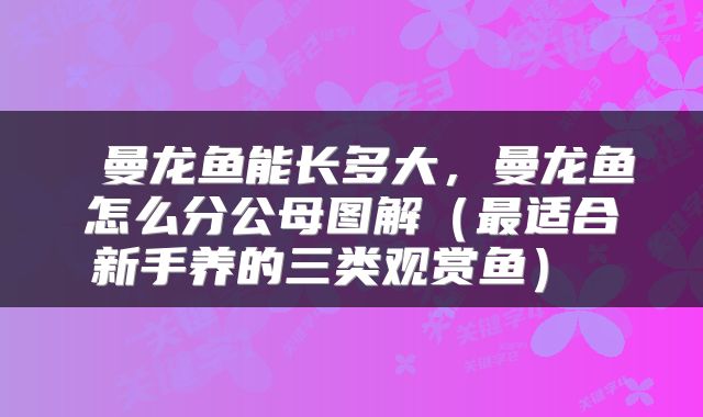  曼龙鱼能长多大，曼龙鱼怎么分公母图解（最适合新手养的三类观赏鱼） 