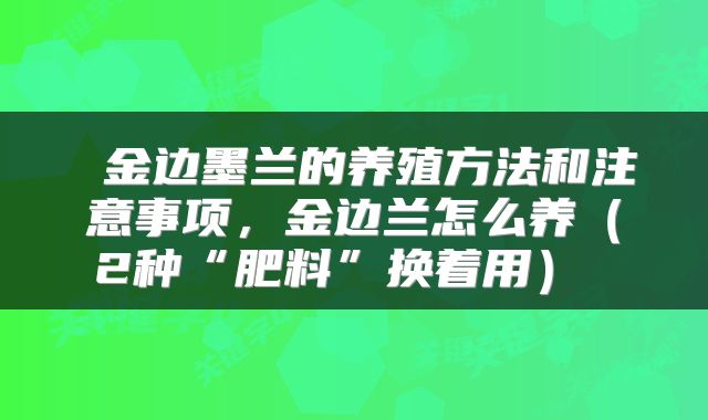  金边墨兰的养殖方法和注意事项，金边兰怎么养（2种“肥料”换着用） 
