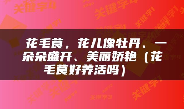  花毛茛，花儿像牡丹、一朵朵盛开、美丽娇艳（花毛茛好养活吗） 
