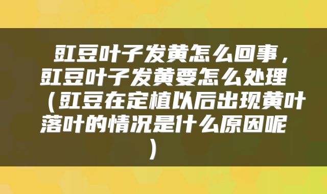  豇豆叶子发黄怎么回事，豇豆叶子发黄要怎么处理（豇豆在定植以后出现黄叶落叶的情况是什么原因呢） 