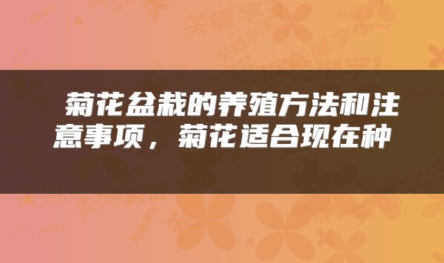  菊花盆栽的养殖方法和注意事项，菊花适合现在种 