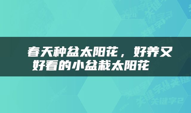  春天种盆太阳花，好养又好看的小盆栽太阳花 