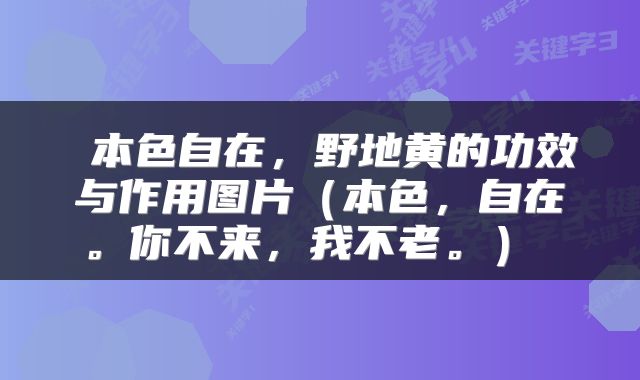  本色自在，野地黄的功效与作用图片（本色，自在。你不来，我不老。） 