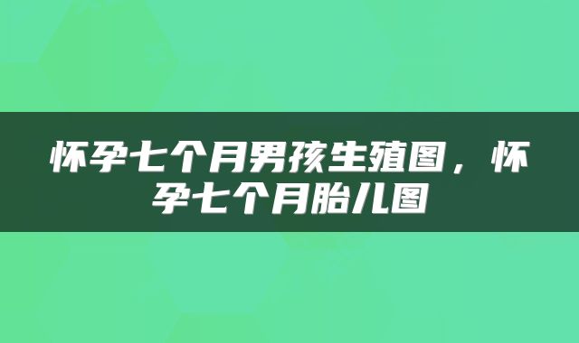 怀孕七个月男孩生殖图，怀孕七个月胎儿图