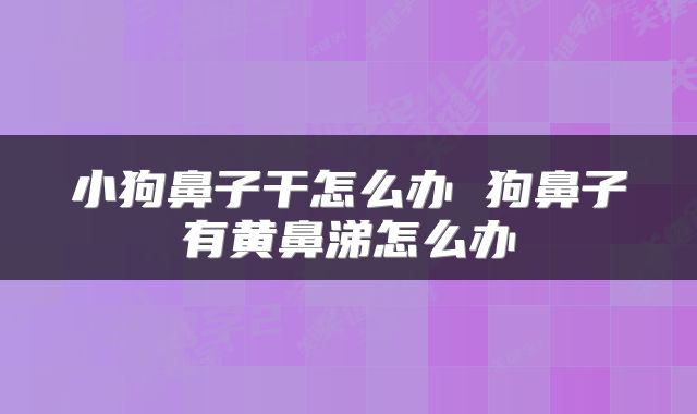 小狗鼻子干怎么办 狗鼻子有黄鼻涕怎么办