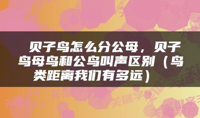  贝子鸟怎么分公母，贝子鸟母鸟和公鸟叫声区别（鸟类距离我们有多远） 