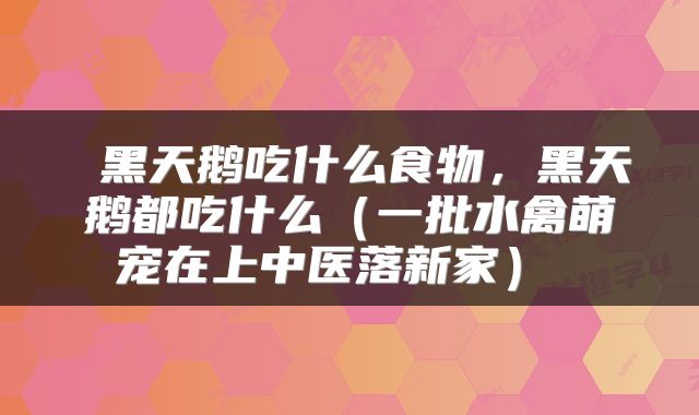  黑天鹅吃什么食物，黑天鹅都吃什么（一批水禽萌宠在上中医落新家） 
