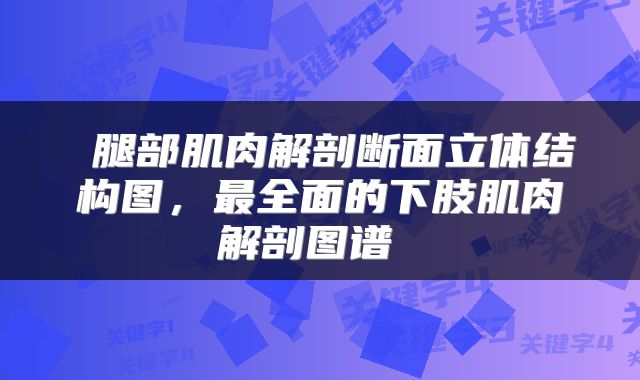 腿部肌肉解剖断面立体结构图,最全面的下肢肌肉解剖图谱
