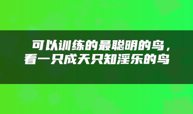 可以训练的最聪明的鸟,看一只成天只知淫乐的鸟