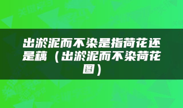出淤泥而不染是指荷花还是藕(出淤泥而不染荷花图)