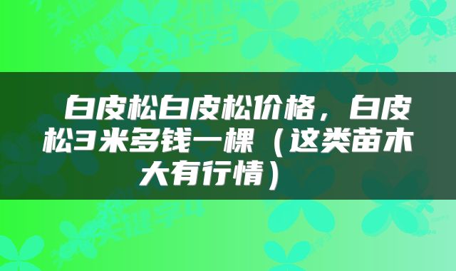  白皮松白皮松价格，白皮松3米多钱一棵（这类苗木大有行情） 