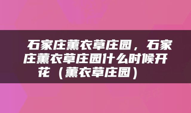  石家庄薰衣草庄园，石家庄薰衣草庄园什么时候开花（薰衣草庄园） 