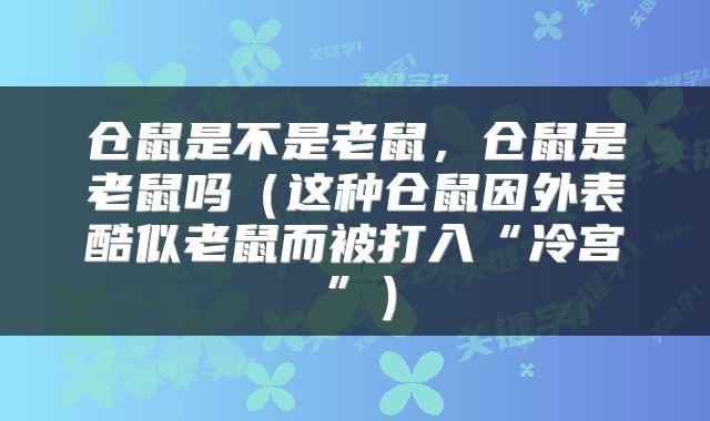 仓鼠是不是老鼠，仓鼠是老鼠吗（这种仓鼠因外表酷似老鼠而被打入“冷宫”）