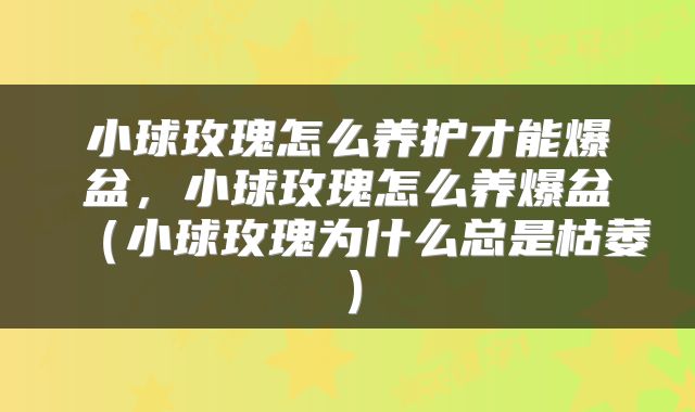 小球玫瑰怎么养护才能爆盆，小球玫瑰怎么养爆盆（小球玫瑰为什么总是枯萎）