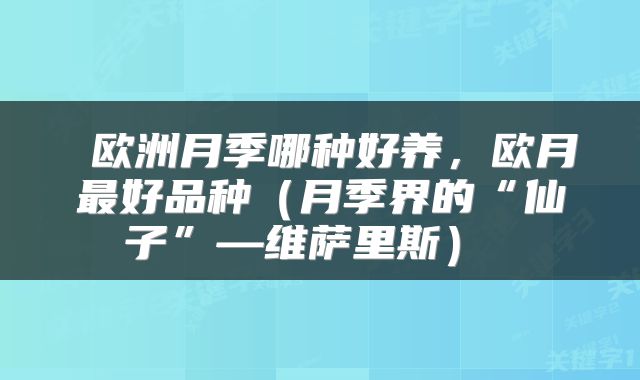  欧洲月季哪种好养，欧月最好品种（月季界的“仙子”—维萨里斯） 