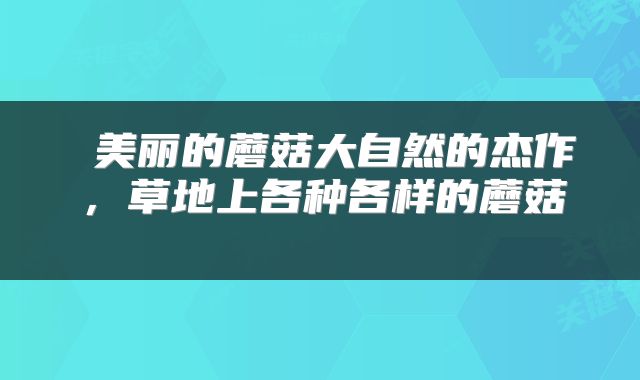  美丽的蘑菇大自然的杰作，草地上各种各样的蘑菇 