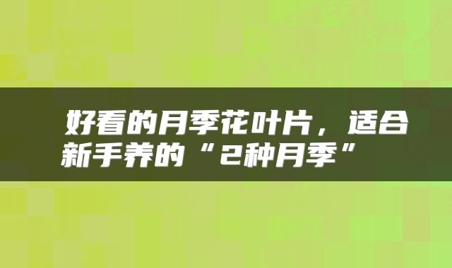 好看的月季花叶片,适合新手养的“2种月季”